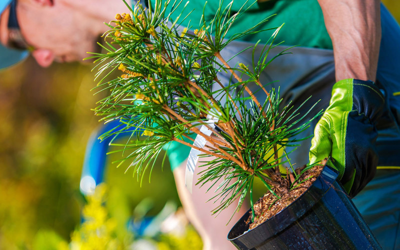 hanlon grow trees